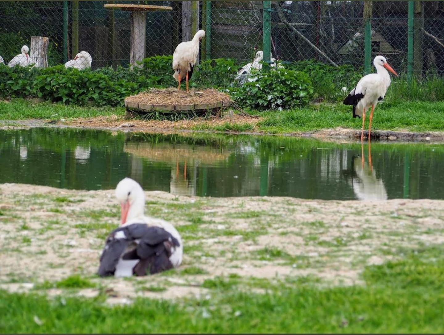 Klekusiowo Bed & Breakfast *