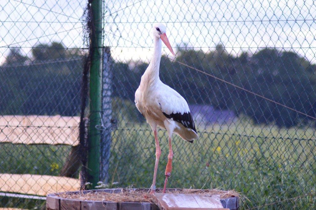 Bed & Breakfast Klekusiowo Boleslawiec (Lower Silesia)
